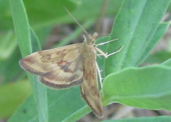 Falena da ID - Pyrausta despicata